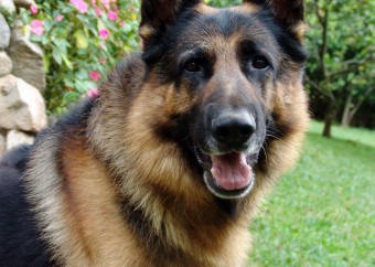 German shepherd; superior dog breed