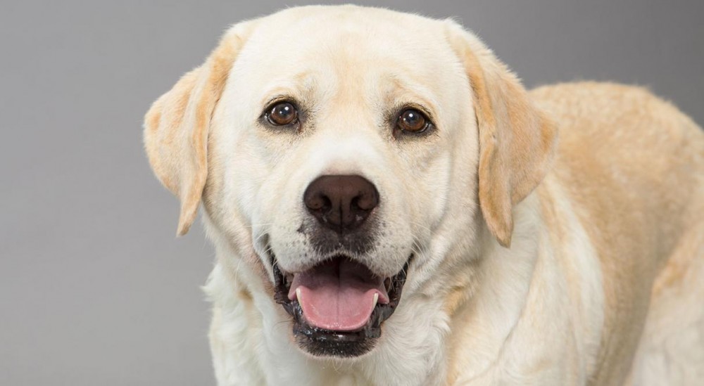 The Labrador dog breed