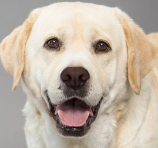 The Labrador dog breed