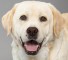 The Labrador dog breed