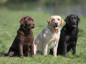 The Labrador dog breed